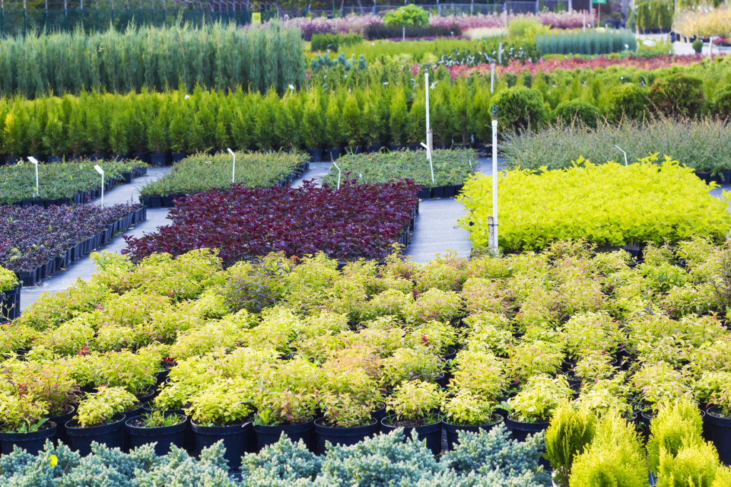 Many different plants and trees in pots offered for sale at garden center